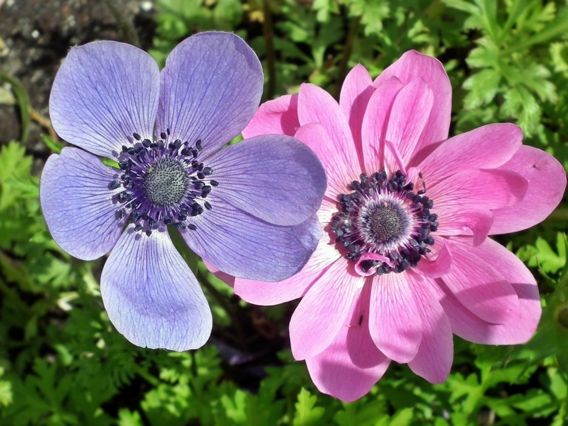 Два цветка анемона в зеленых листьях