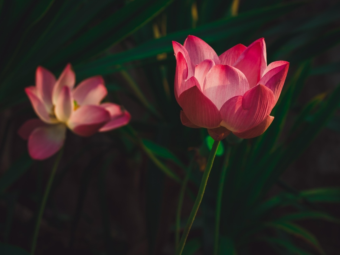 Два красивых розовых цветка лотоса