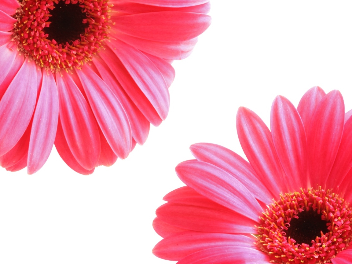 Два цветка розовой герберы на белом фоне