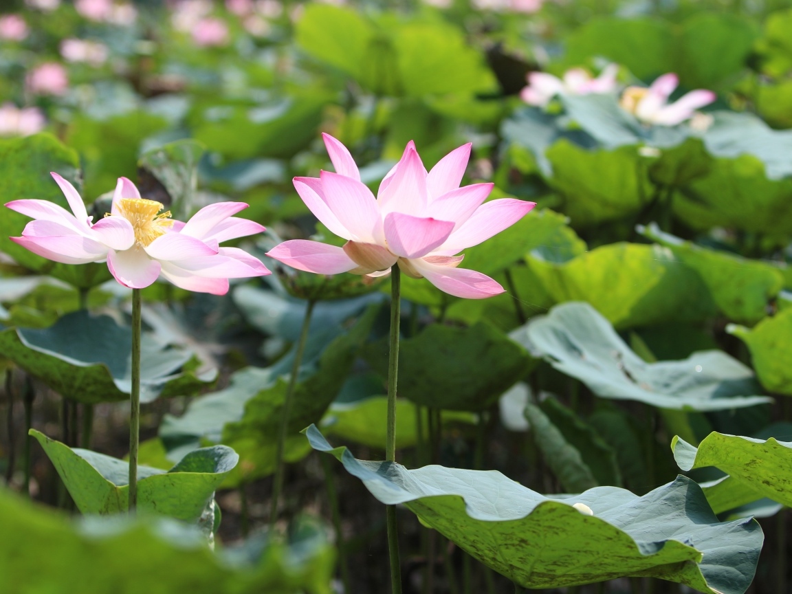 Два розовых цветка лотоса с зелеными листьями в пруду