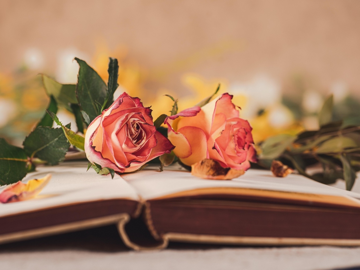 Две розы лежат на открытой книге