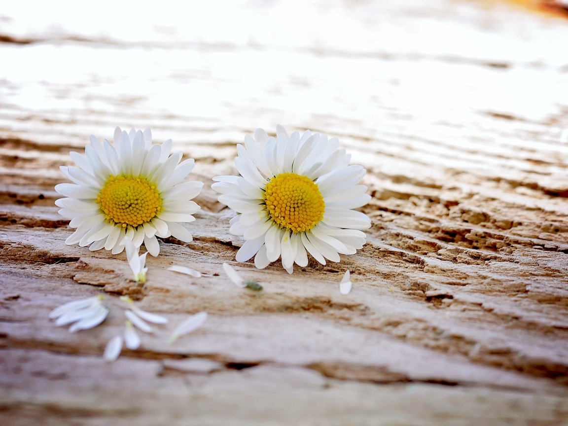 Два белых цветка ромашки на столе