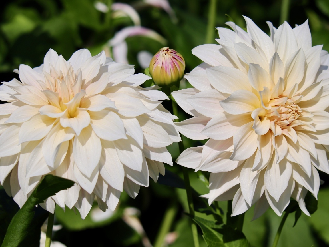 Два белых цветка георгина с бутонами крупным планом