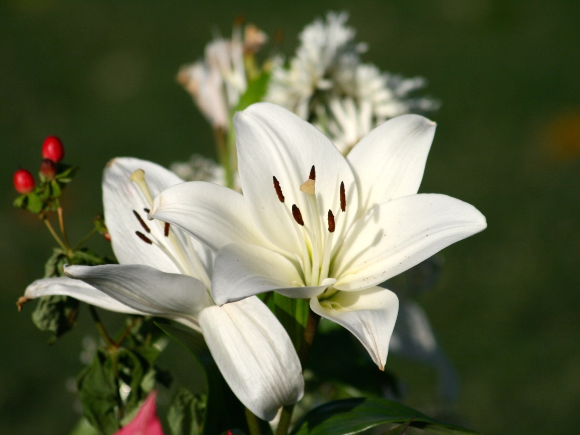 Две белые лилии крупным планом на клумбе