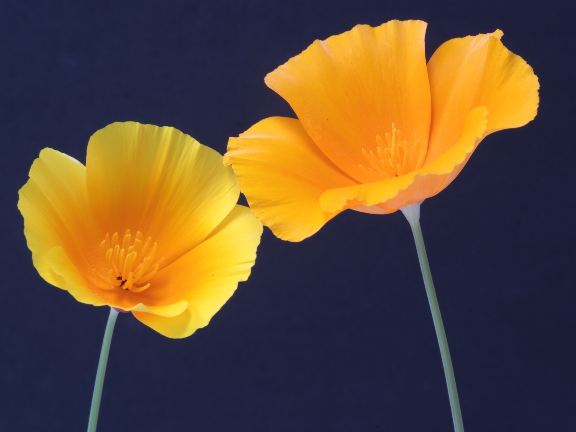 Два желтых цветка эшшольция на синем фоне