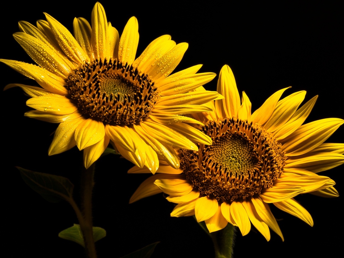 Два желтых подсолнуха на черном фоне