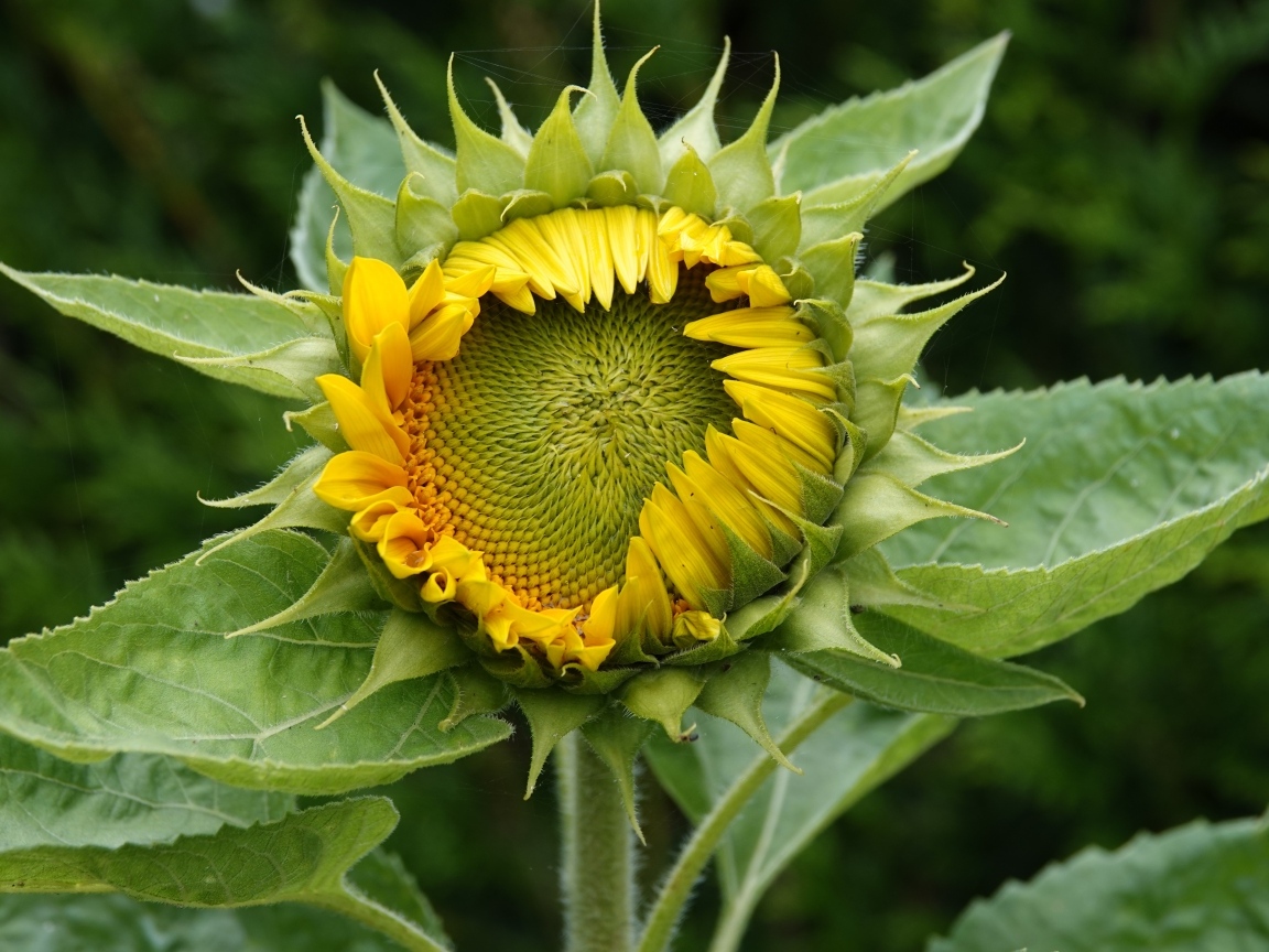Нераспустившийся цветок подсолнуха крупным планом