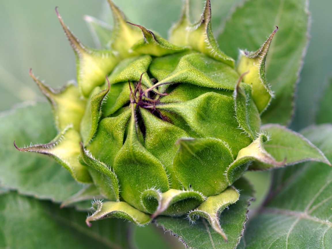 Нераспустившийся цветок подсолнуха крупным планом