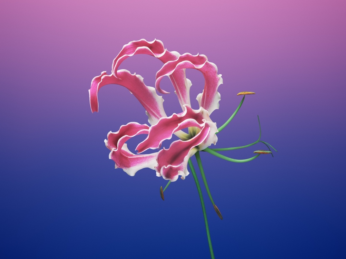 Необычная розовая лилия на синем фоне