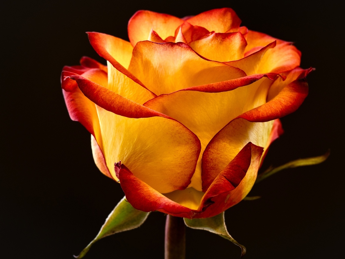 Необычная роза на черном фоне крупным планом