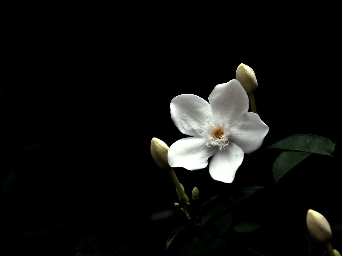 Белый цветок бальзамина с бутонами на черном фоне