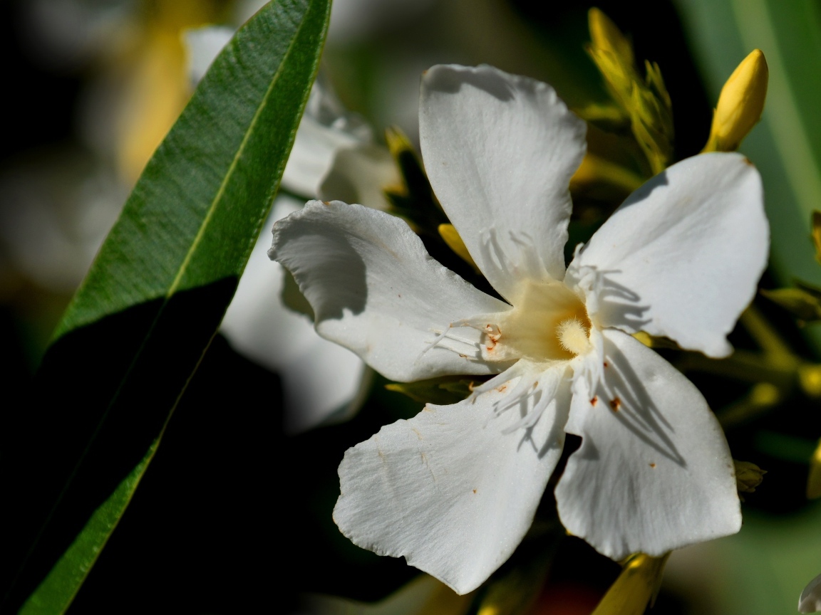 Белые красивые цветы олеандр