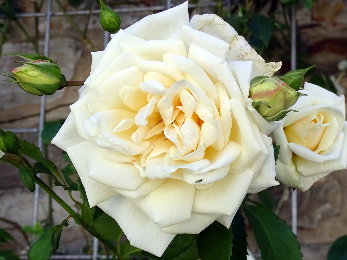 Белый красивый цветок розы с бутонами