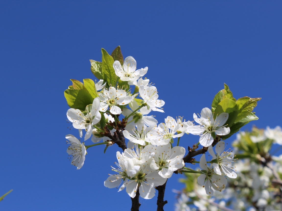 Белые цветы вишни на фоне голубого неба
