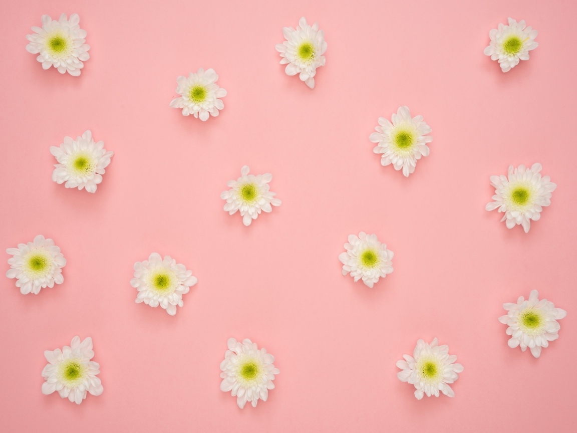 Белые цветы хризантемы на розовом фоне