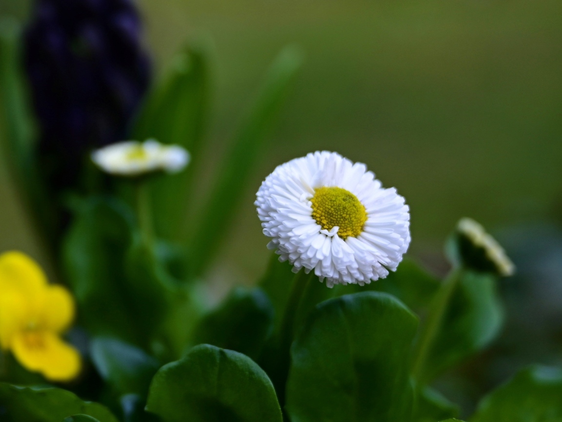 Белые маргаритки с зелеными листьями