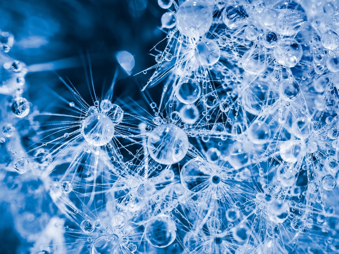 Покрытый каплями воды белый цветок одуванчика