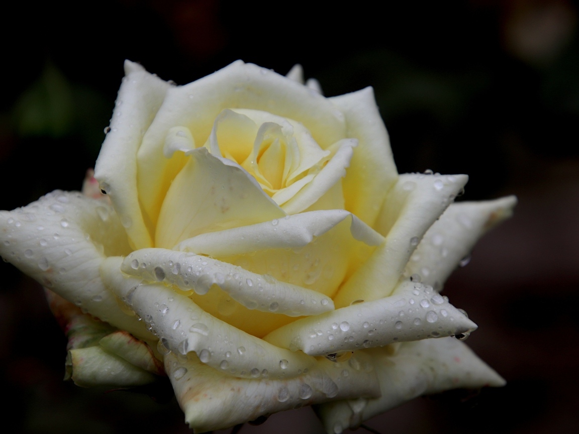 Белая нежная роза с росой на лепестках