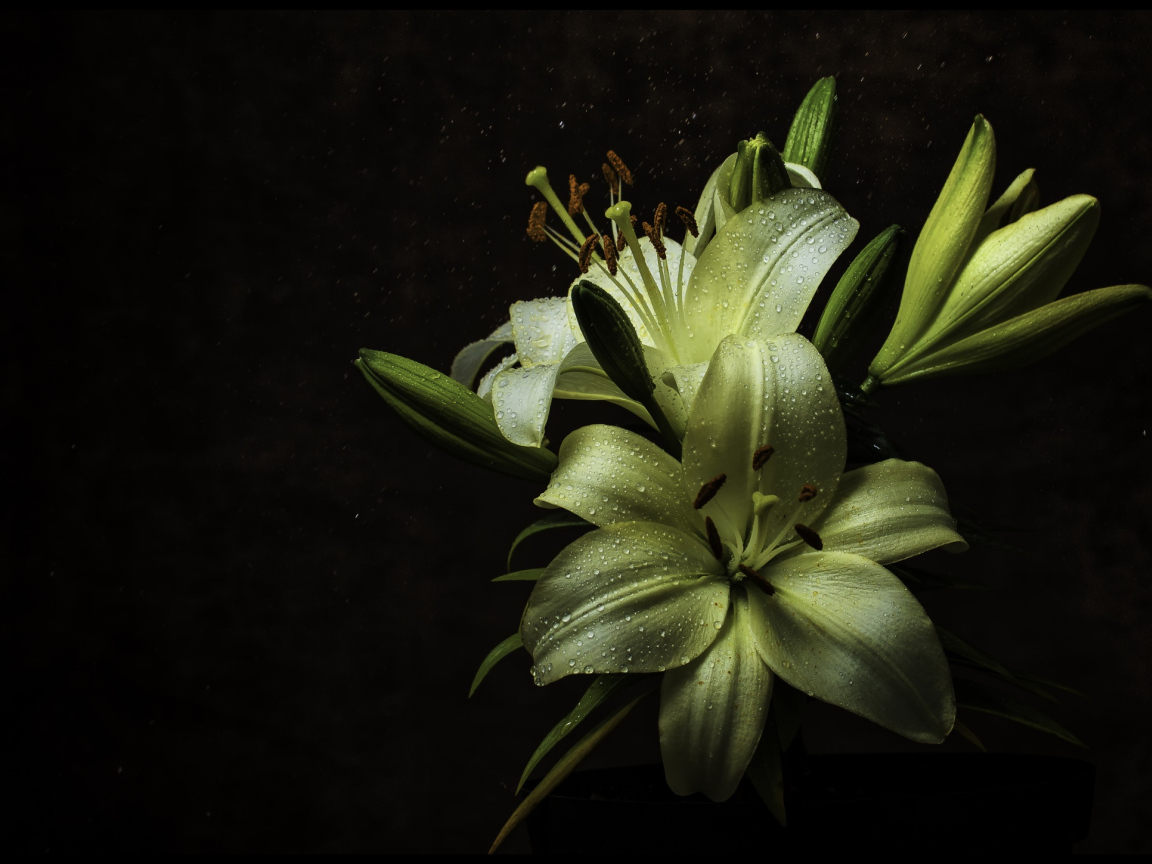Белые цветы лилии в каплях росы на черном фоне