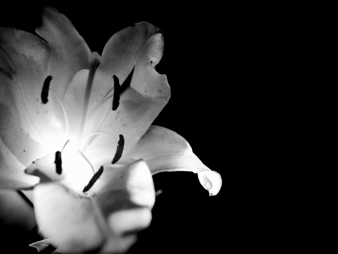 Белая лилия на черном фоне