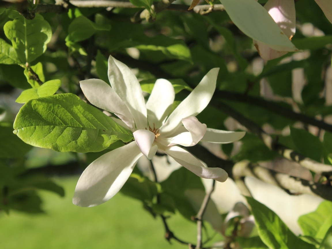 Белый цветок магнолии в зеленых листьях