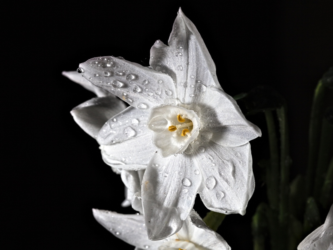 Белый цветок нарцисса в каплях росы