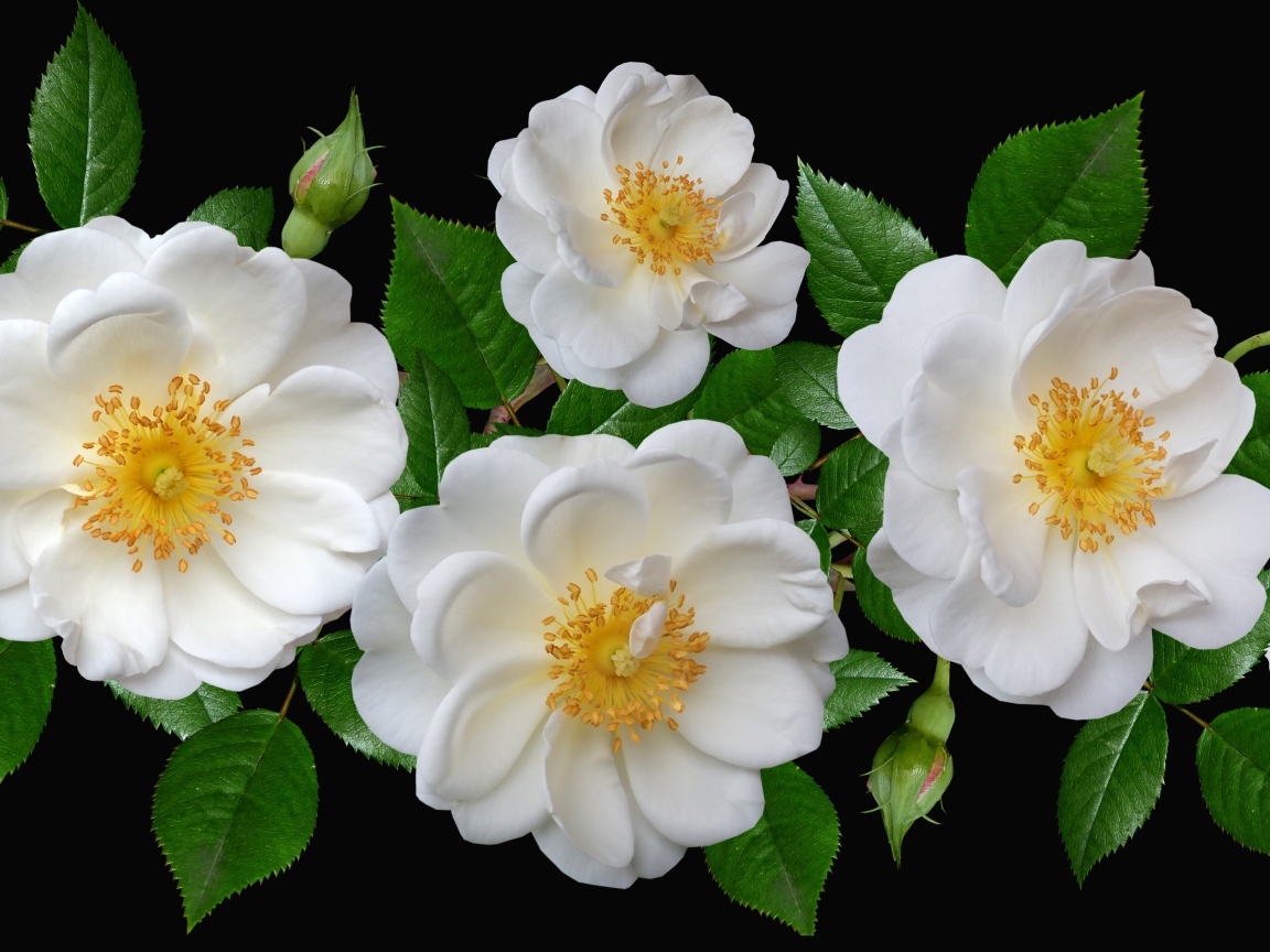 Белые парковые розы с бутонами на черном фоне