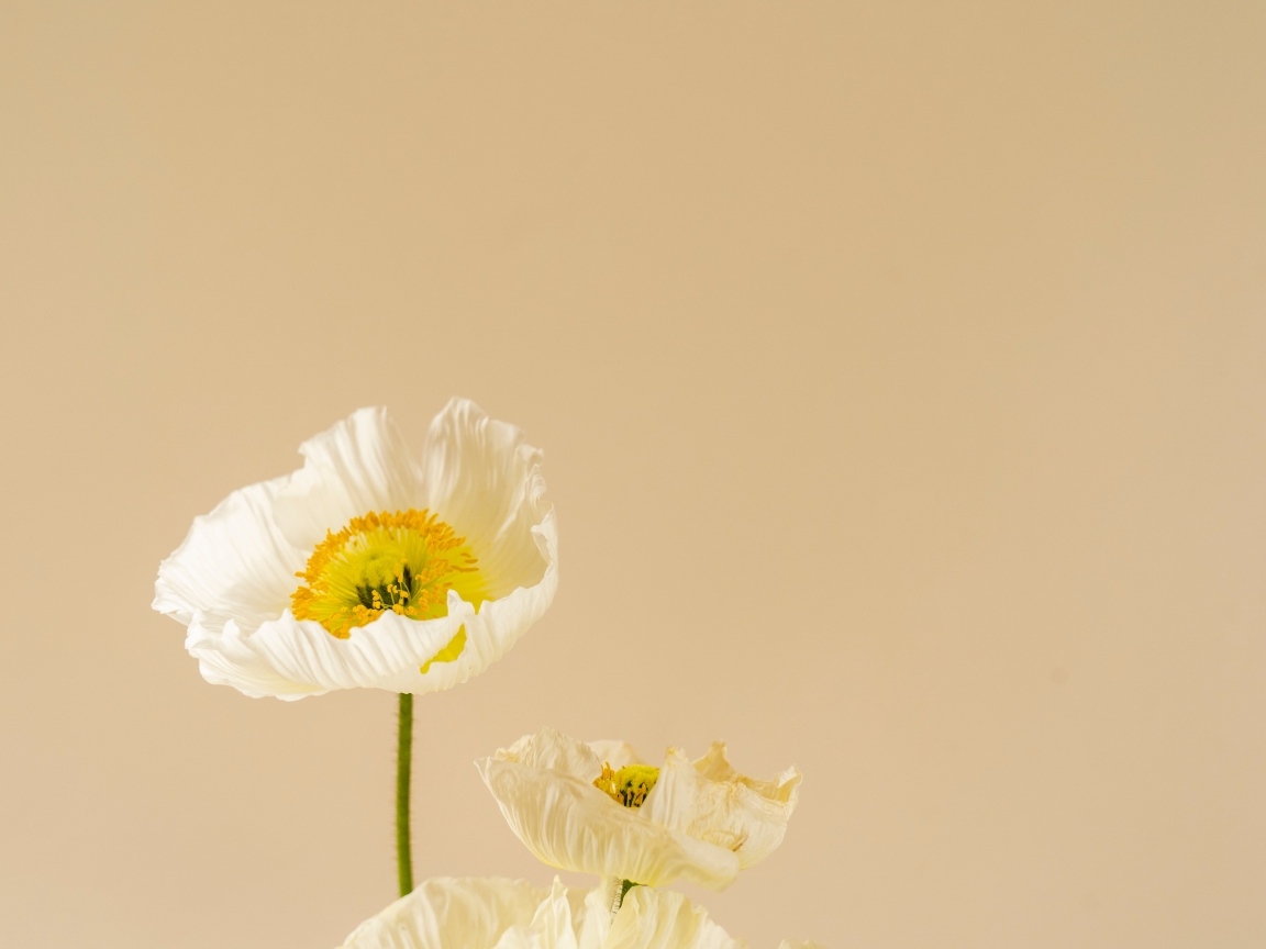 Белые цветы мака на бежевом фоне