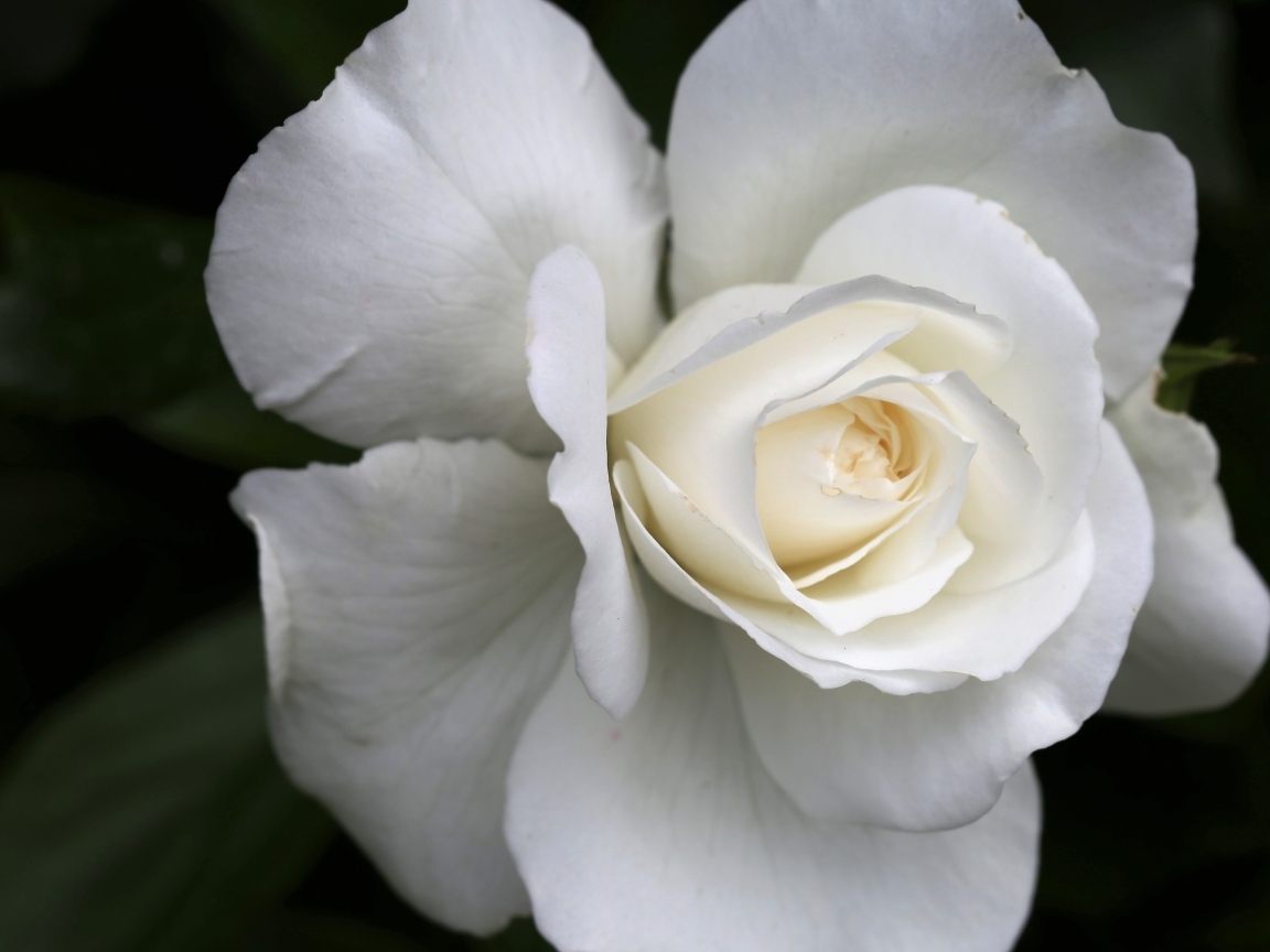 Цветок белой розы вблизи