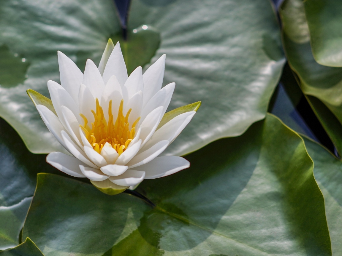 Белая кувшинка в зеленых листьях в воде