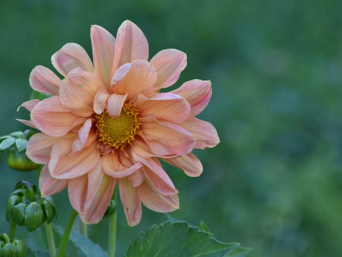 Увядшая розовая георгина на клумбе