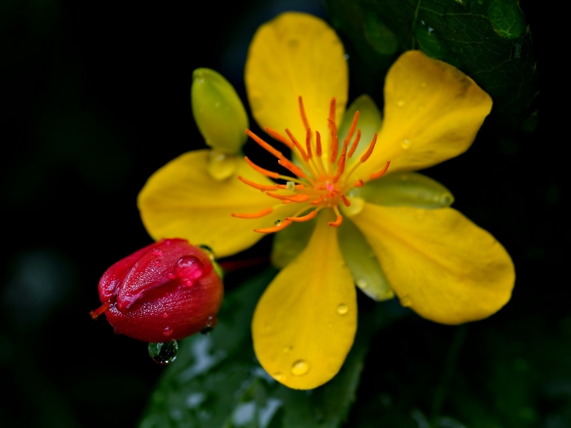 Желтый цветок зверобоя с бутоном крупным планом