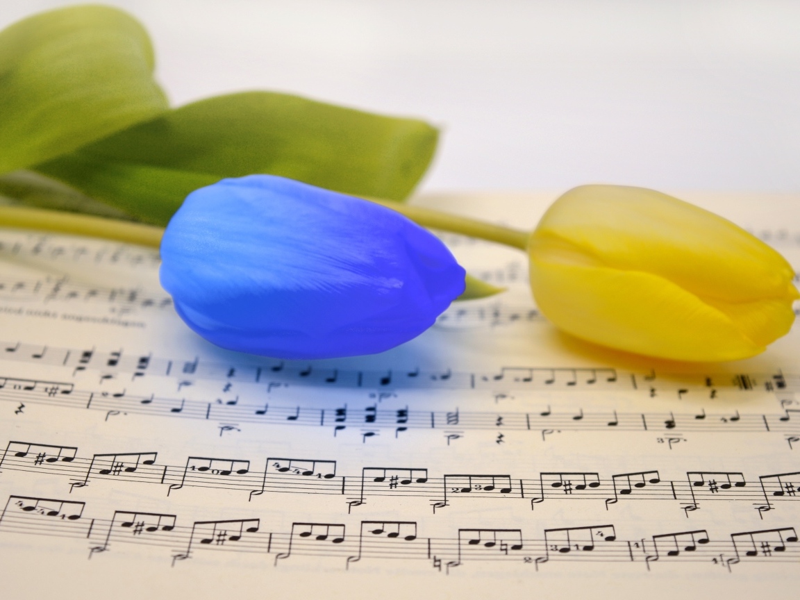 Желтый и синий тюльпан лежат на нотной тетради