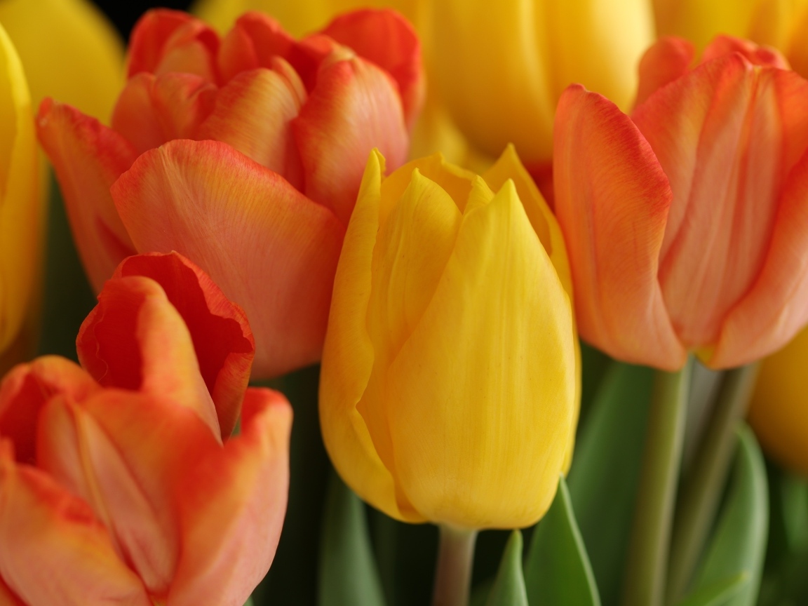 Желтые и оранжевые тюльпаны крупным планом