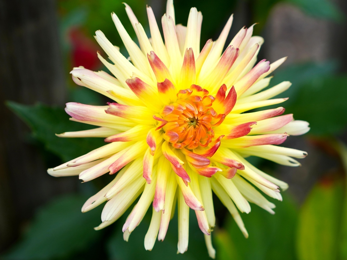 Цветок желтого георгина с острыми лепестками