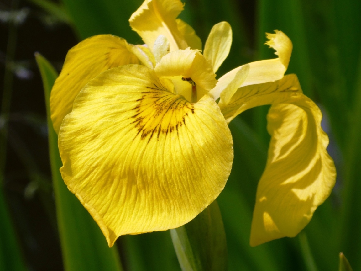 Желтый цветок ириса крупным планом