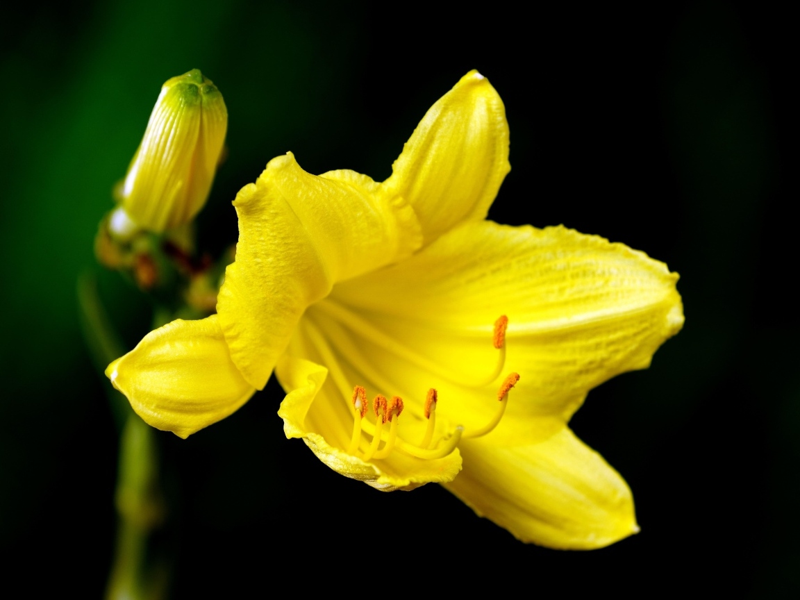 Желтая лилия с бутоном на черном фоне
