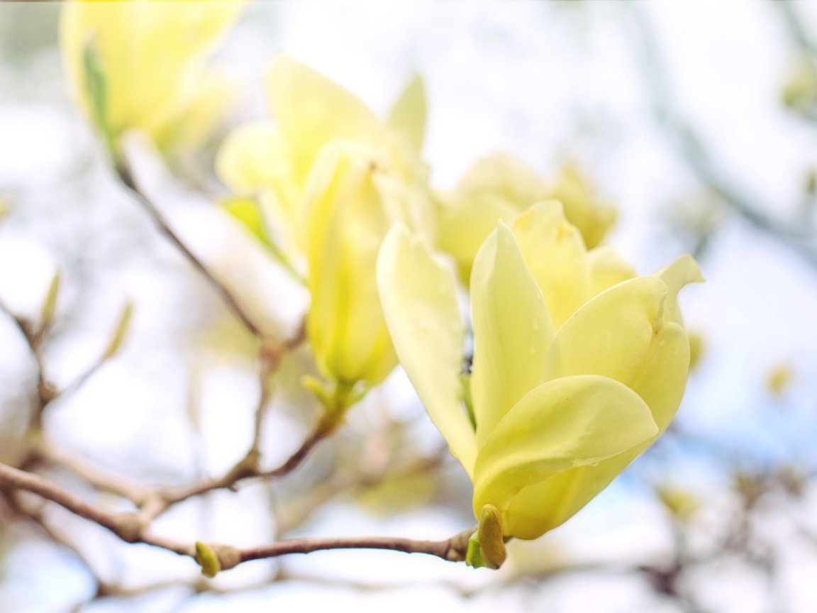 Желтые цветы магнолии на ветке дерева