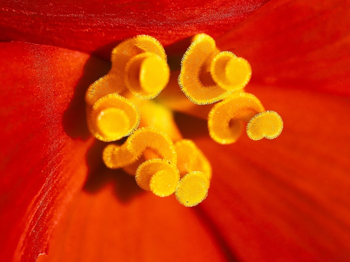 Желтые тычинки красного тюльпана