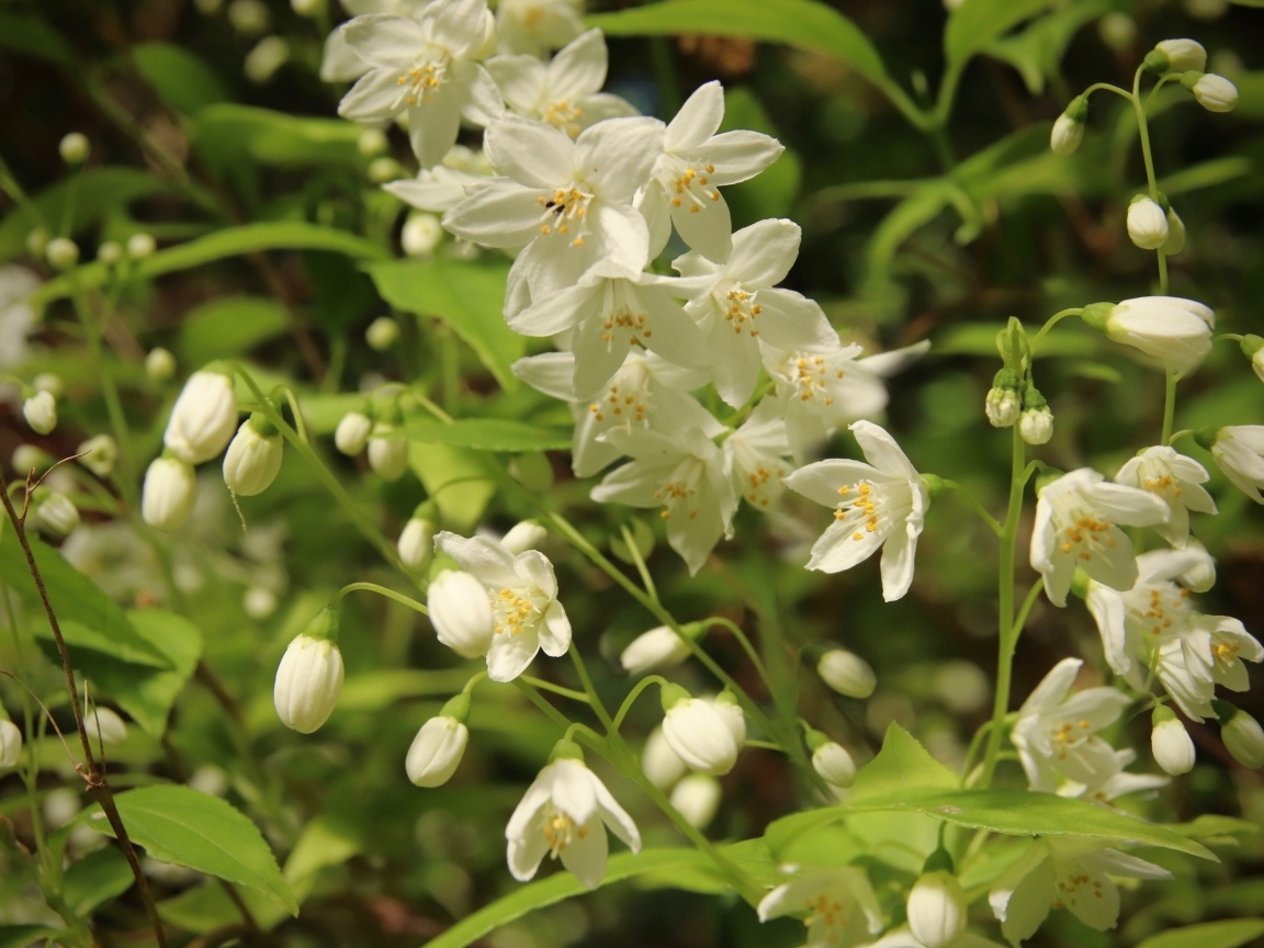 Красивый белый весенний цветок