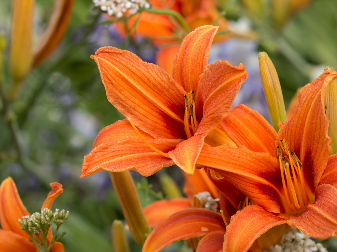 Оранжевые цветы садового лилейника