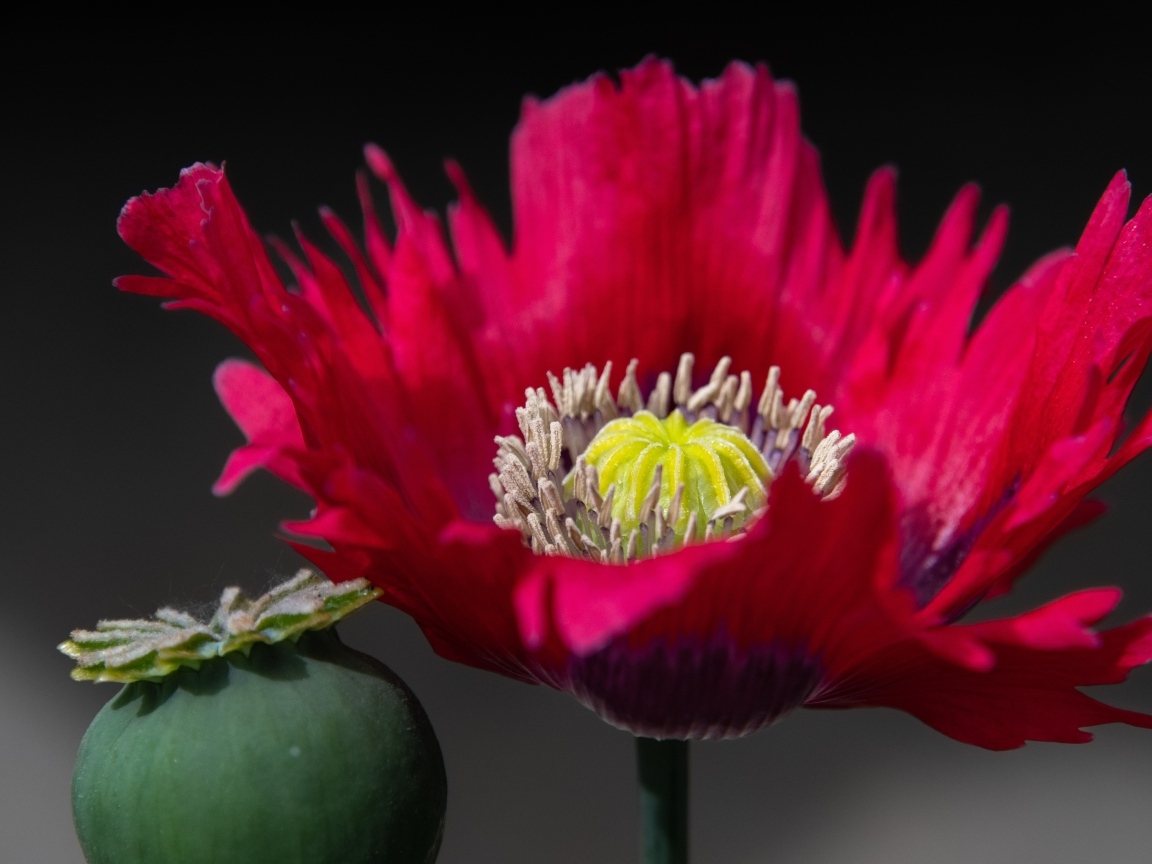 Розовый садовый декоративный мак 