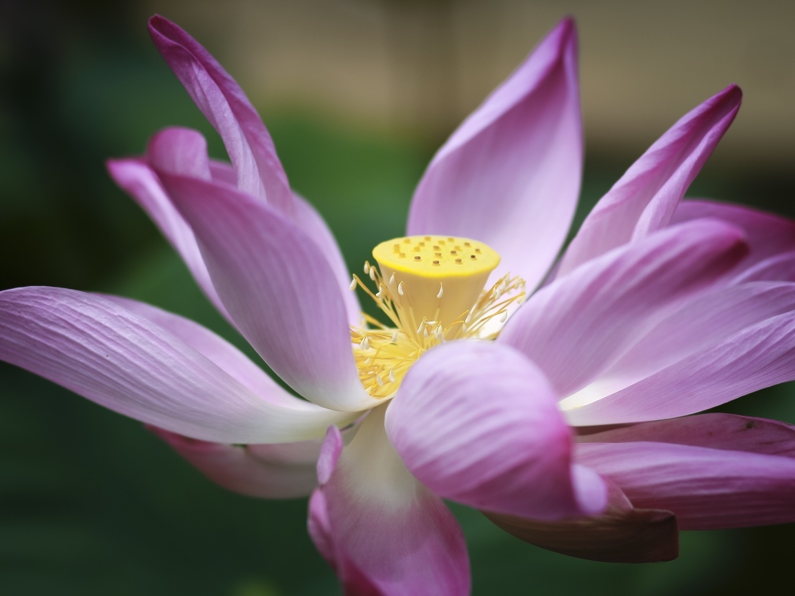 Розовый цветок лотоса крупным планом