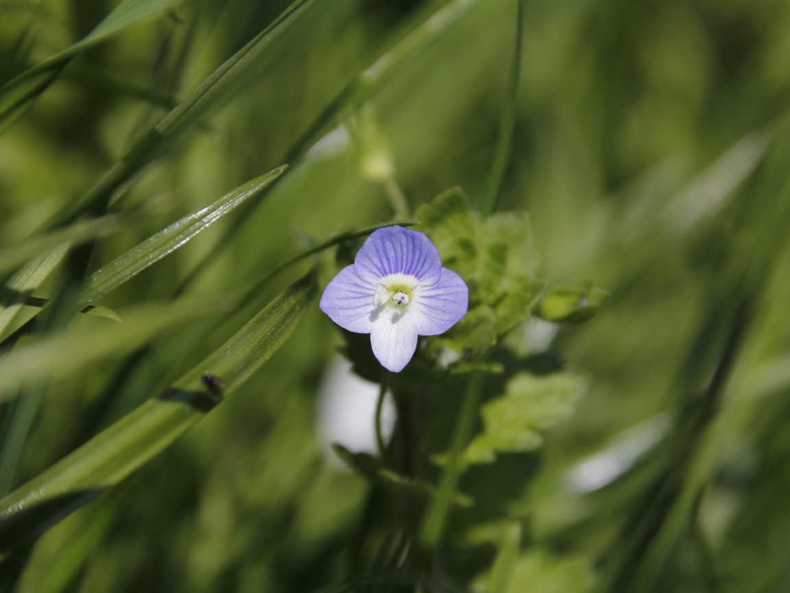 Маленький фиолетовый цветок гипсофилы