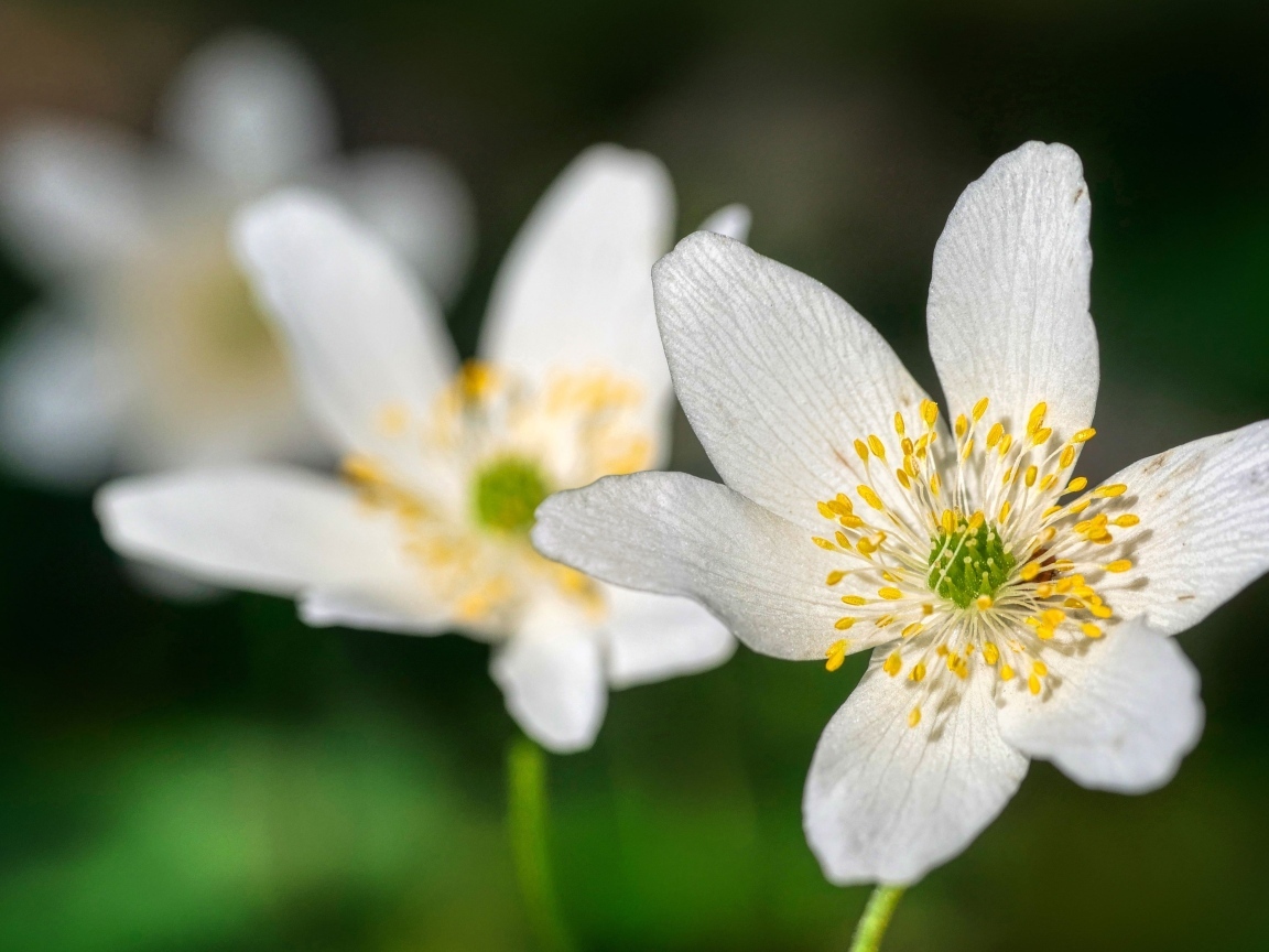 Маленькие белые цветы анемон