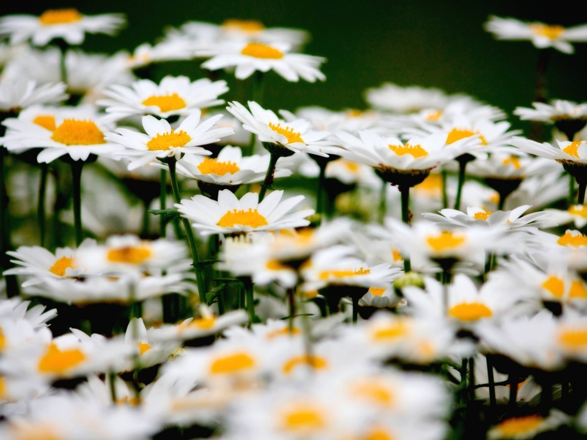 Маленькие белые ромашки крупным планом