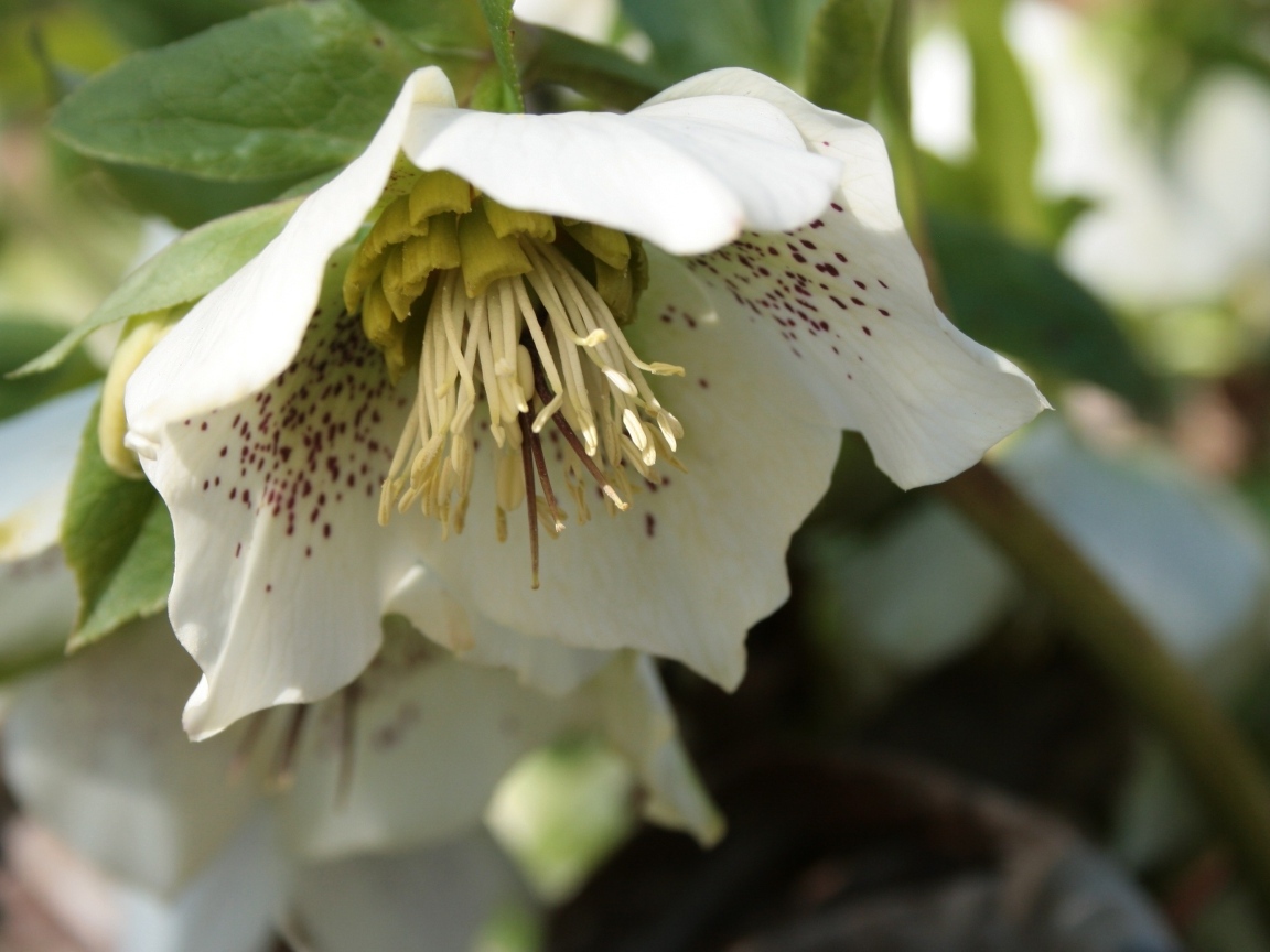 Пятнистый белый цветок морозник