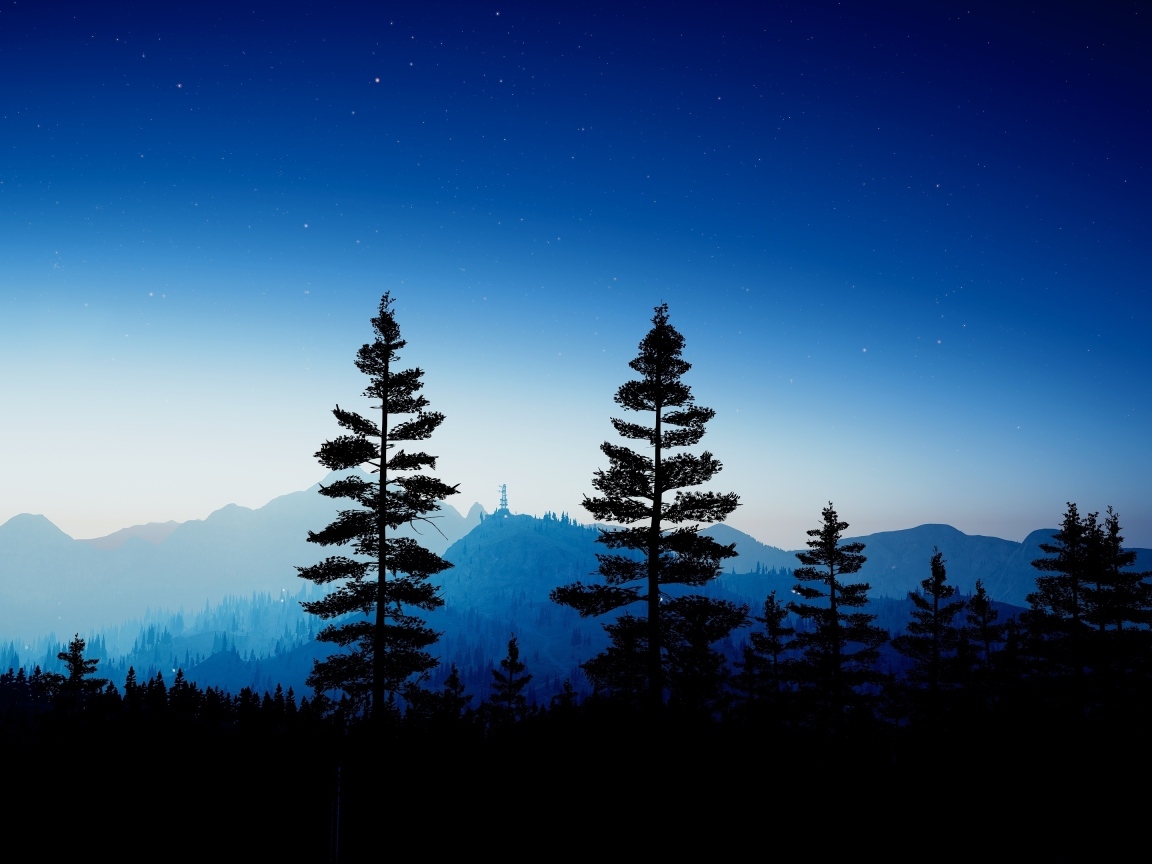 Высокие ели в лесу ночью