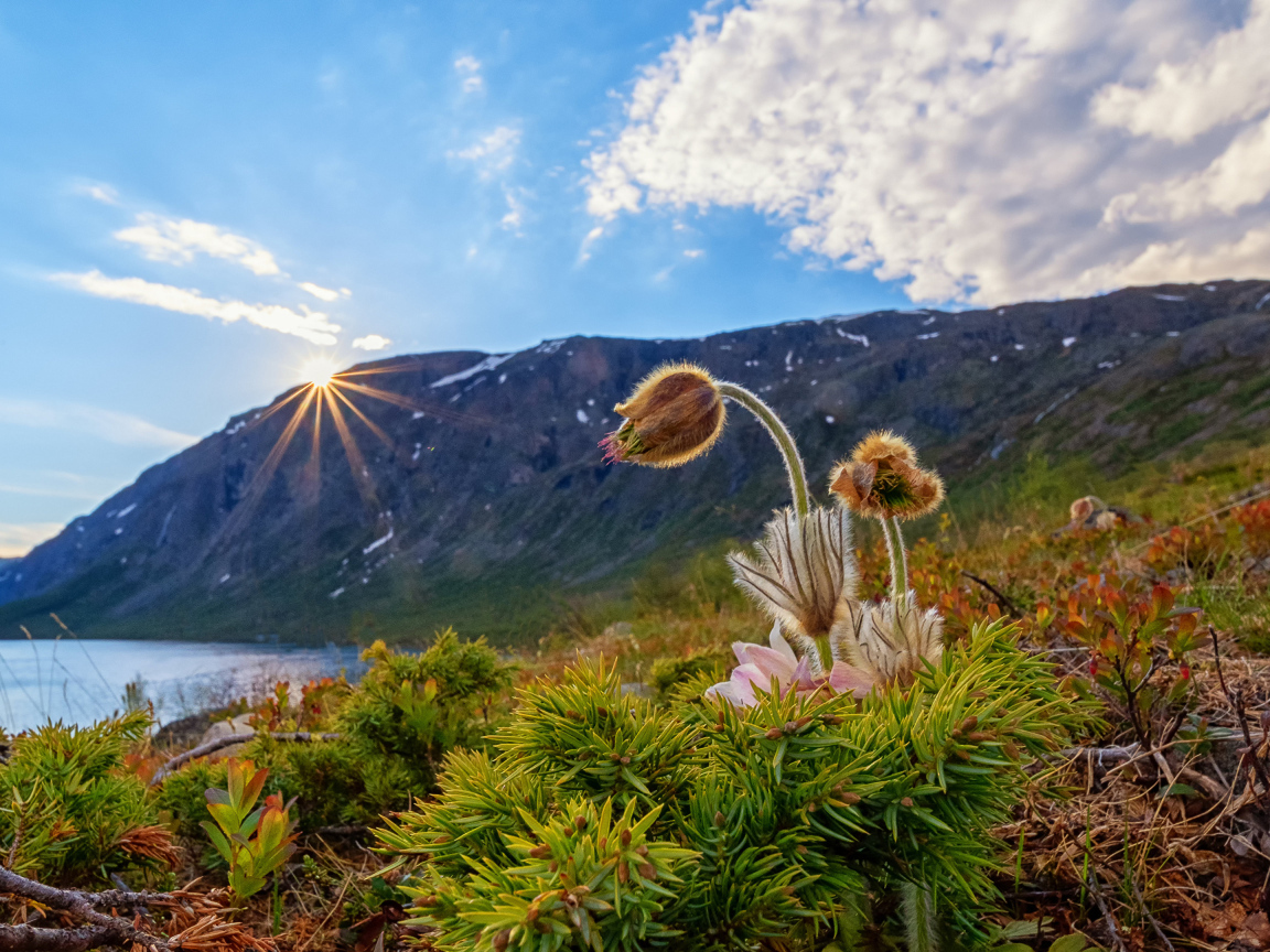 Цветы прострела у озера в горах