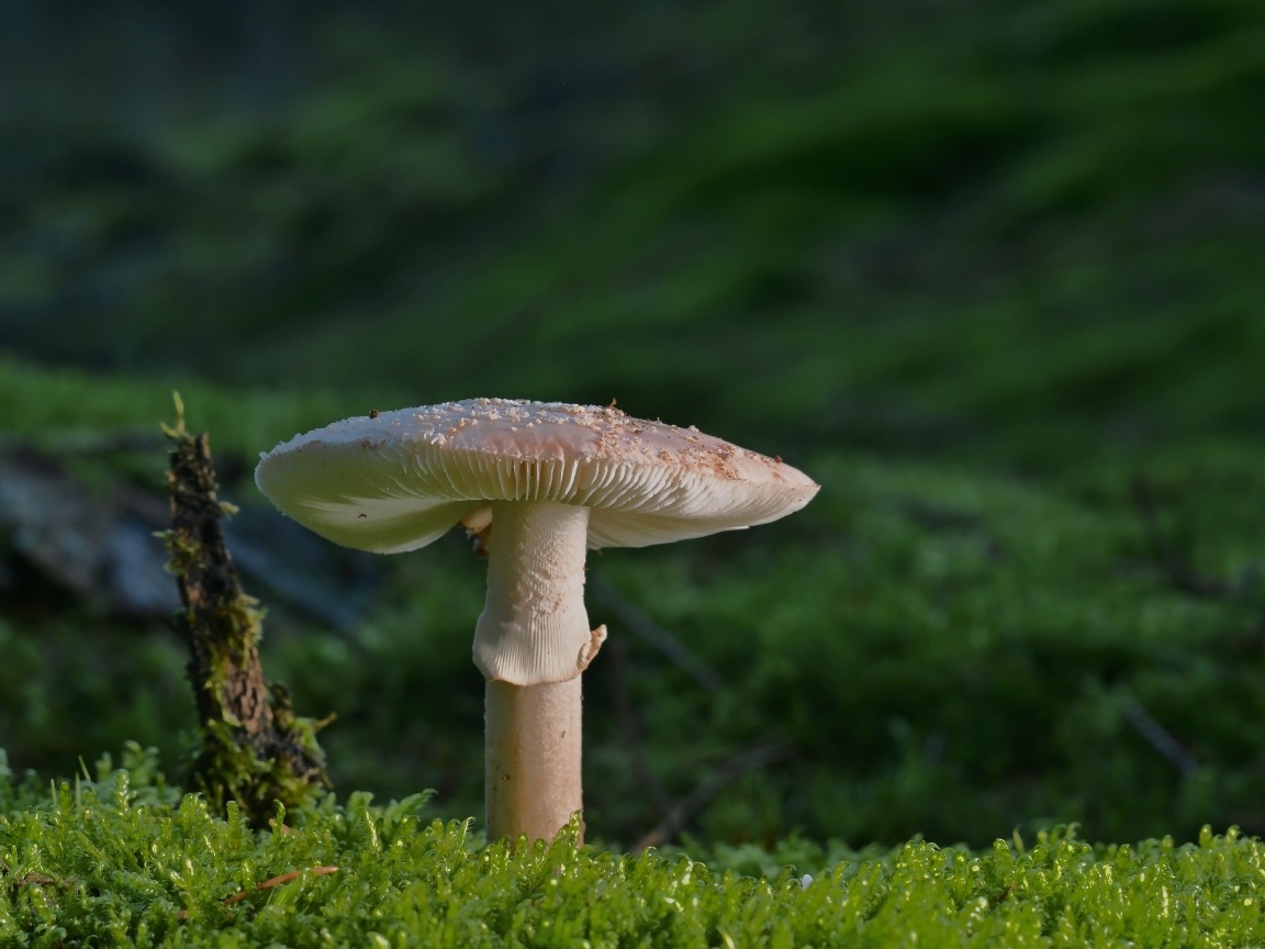 Большой гриб растет на покрытой зеленым мхом земле